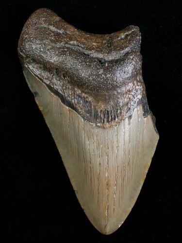 Bargain Megalodon Tooth #6998